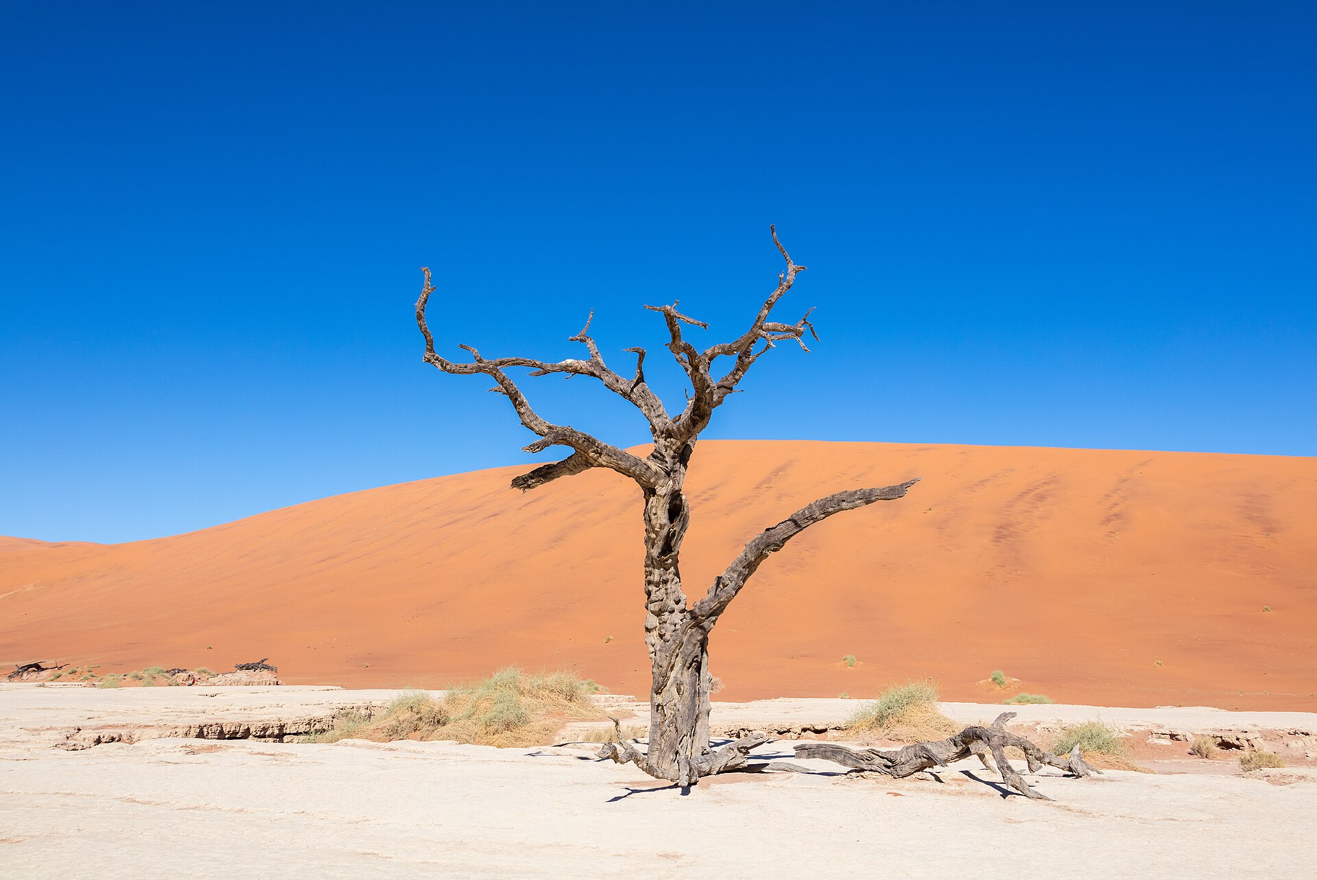 Red dunes and dead camelthorn trees at Deadvlei, Sossusvlei, Namibia